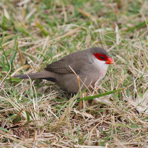 Hawaii Birds Red Head