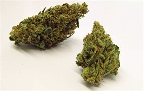 Lemonhead Delight Strain Review: Daytime Buzz and Funky Citrus Flavor ...