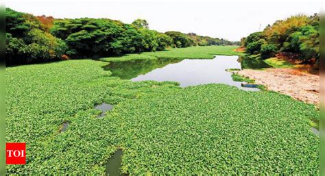 Pavana: Hyacinth growth continues to plague Pavana and Mula | Pune News ...