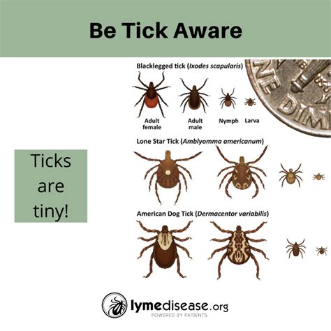 Probability Lyme Disease Tick Bite at Patrick Drago blog