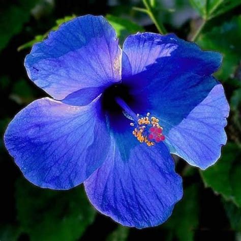 MITU Blue Hibiscus Flower Plant Blue Joba Flower Plant For Roof Garding ...