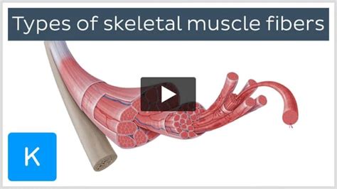 Image result for Skeletal Muscle Fiber Types