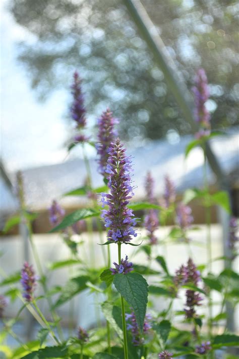 Agastache rugosa 'Little Adder'- Little Adder Hyssop | US Native Plants ...