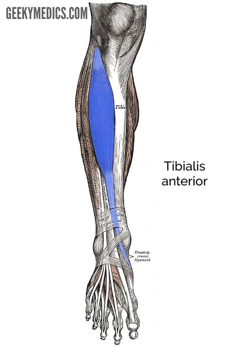 Anterior Leg Muscles Unlabeled