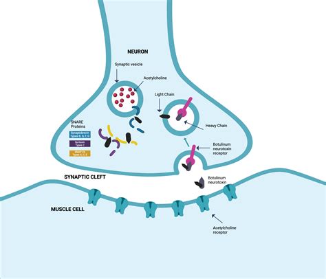 Intoxication Process of Botulinum Neurotoxins | BioRender Science Templates
