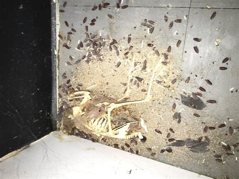 Cockroach Skeleton 的图像结果