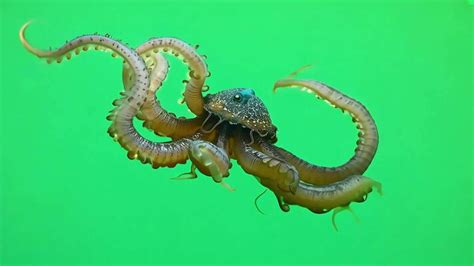 Image result for Octopus Animation