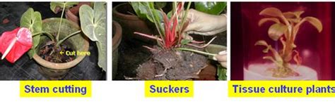 Horticulture :: Flower Crops :: Anthurium
