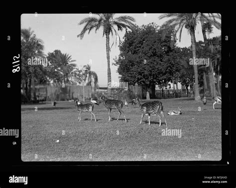 Spotted deer (Rusa axis) and gazelles are featured at the Khartoum Zoo ...