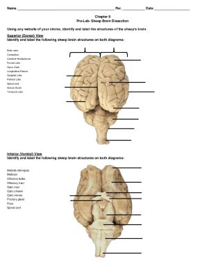 Fillable Online Solved Sheep brain dissection worksheet Identify and ...