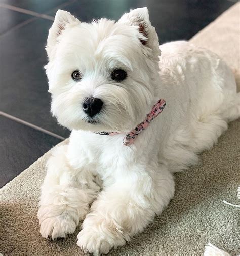 Tuesday frown... | Westie puppies, Cute dogs breeds, Westie dogs
