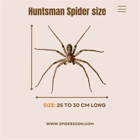 Huntsman Spider: Size, life cycle, Bit, and other facts.