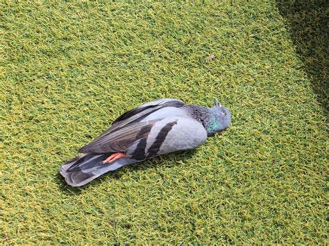 Jatinga Valley, a mysterious places in Assam where birds commit ‘mass ...