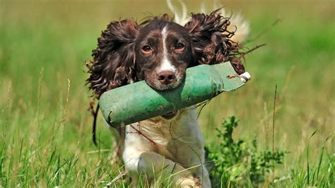 Image result for Springer Spaniel Dogs