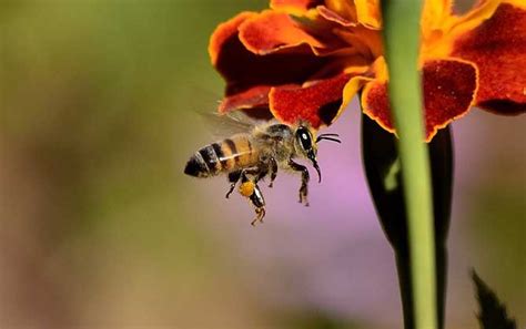 蜜蜂有哪些习性和喜好(养蜂人管理蜂群的一些规划) - 辣妈贝贝