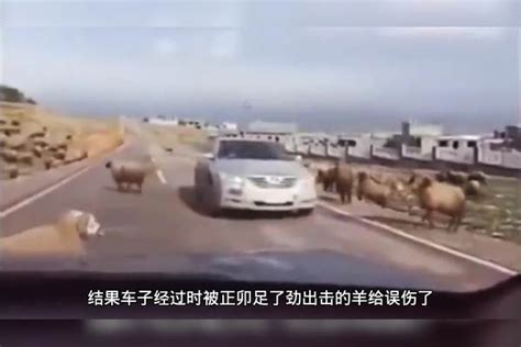 两只公羊在路上打架， 正好一辆车驶过，结果把这辆车撞出一个大窟窿_司机欲从两车中间超车致多车事故_结果_窟窿