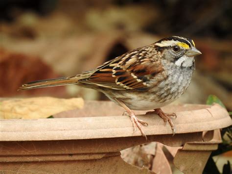 White-throated Sparrow | BirdForum
