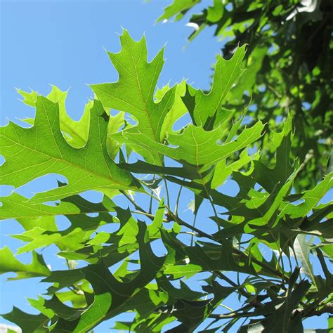 Quercus Palustris Pin Oak Tree