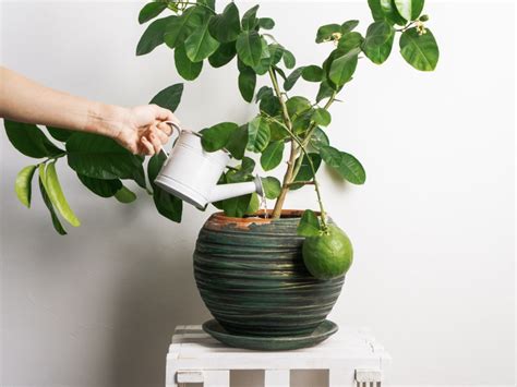 Mastering Water Requirements For Lemon Tree Health