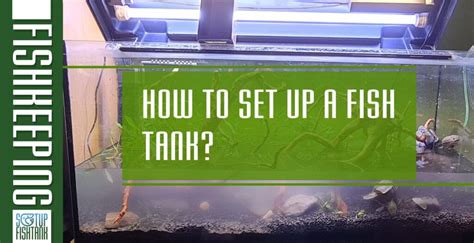 Image result for Basic Setup Fish Tank