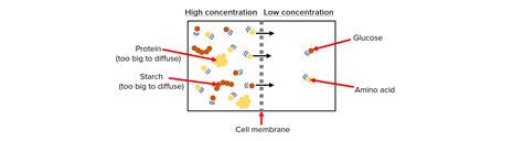 Image result for Diffusion GCSE Science