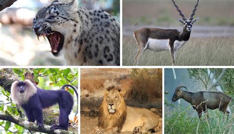 5 Endangered Species You Can Find Only In India - lifeberrys.com