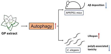 Graptopetalum paraguayense Extract Ameliorates Proteotoxicity in Aging ...