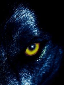 Wolf old mobile, cell phone, smartphone wallpapers hd, desktop ...