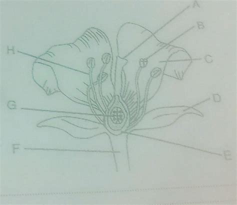 Label the cross section of a hibiscus flower. - Brainly.in