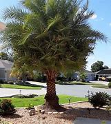 Image result for Sylvester Palm Tree