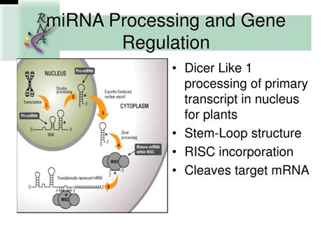 Primary microRNA Transcript 的图像结果
