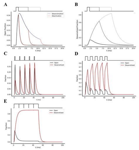 A Mechanistic Model of NMDA and AMPA Receptor-Mediated Synaptic ...