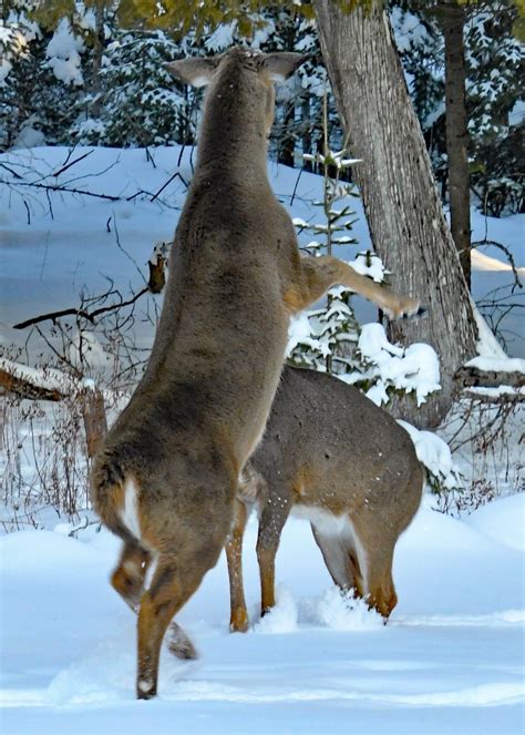 Why Do Female Deer Fight? - HuntingSage