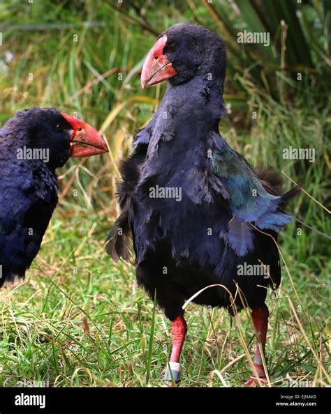 Bird New Zealand Flightless