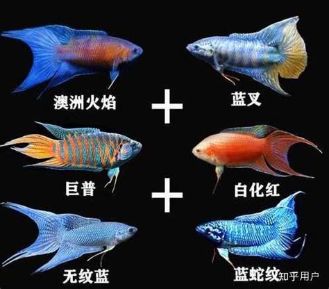 斗鱼什么礼物最多最新素材