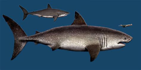 巨齿鲨的天敌是谁 它曾是名副其实的海洋领主_探秘志