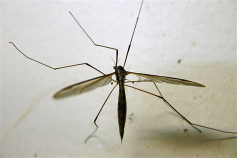 Meet the spider: Pholcidae - SpiderHugger