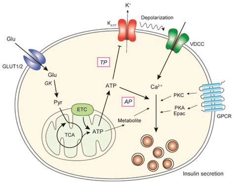 Biomolecules | Special Issue : The Pancreatic Beta Cell