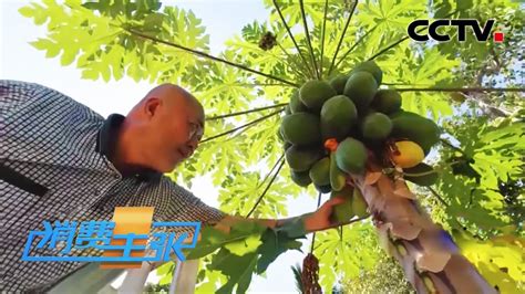 《消费主张》海南：清凉一夏 巧吃水果 20200715 | CCTV财经 - YouTube