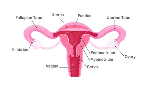 Where Is Located Fallopian Tube