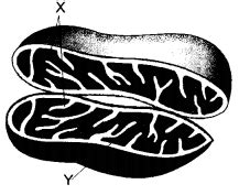 Class 9 Science Chapter 5 HOTS Questions - The Fundamental Unit of Life