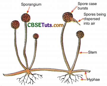 Image result for Asexual Reproduction Examples