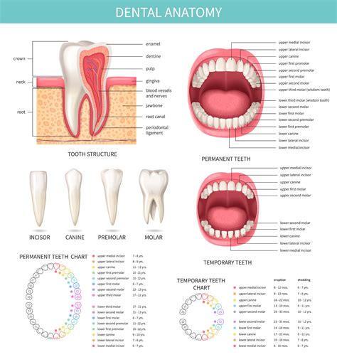 Updated Tooth Meridian Chart Acupuncture The Eight Extraordinary