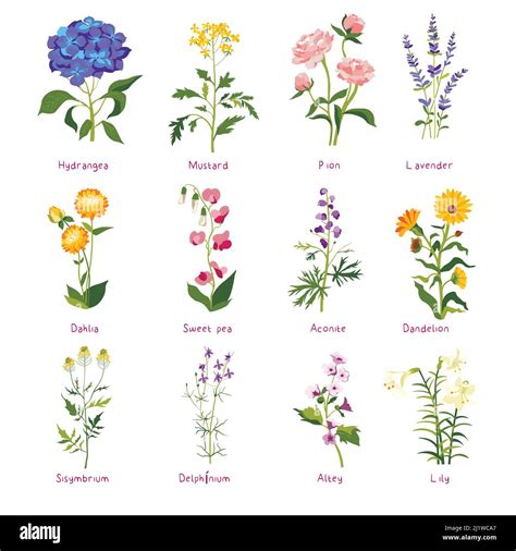 Types Of Wildflowers With Names at Rebecca Castillo blog