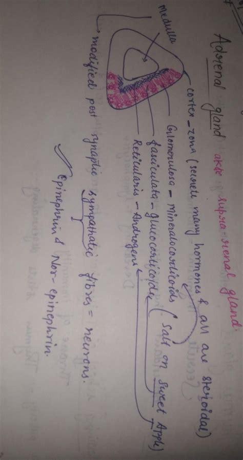 Adrenal cortex and medulla - Brainly.in