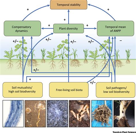 How Soil Biota Drive Ecosystem Stability: Trends in Plant Science