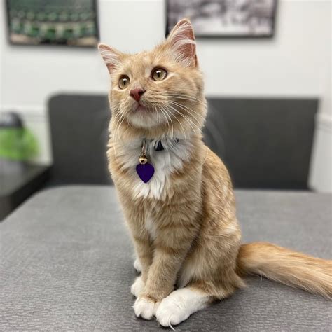 Veterinary Diagnostics in Indianapolis, IN | Broad Ripple Animal Clinic