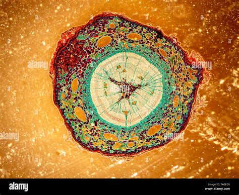 Beauty of Biology under microscopy Stock Photo - Alamy