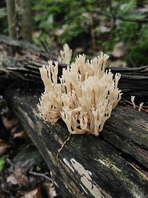 Crown-tipped Coral Fungus | Hawk Mountain Sanctuary: Learn Visit Join