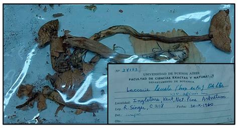 Description of the New Species Laccaria albifolia (Hydnangiaceae ...